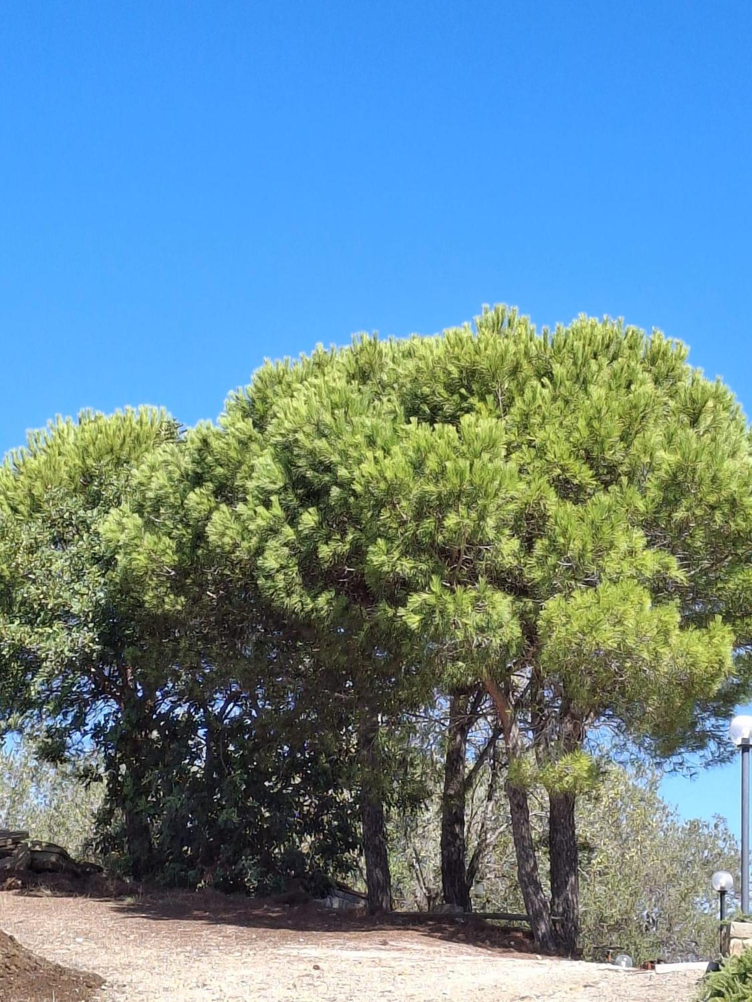 Tenuta Belvedere Cilento مونتيكوريس المظهر الخارجي الصورة